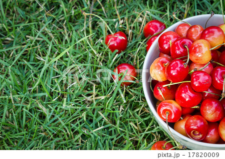 Sweet cherry 17820009