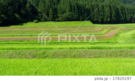 盛夏の魚沼コシヒカリの棚田 17820197