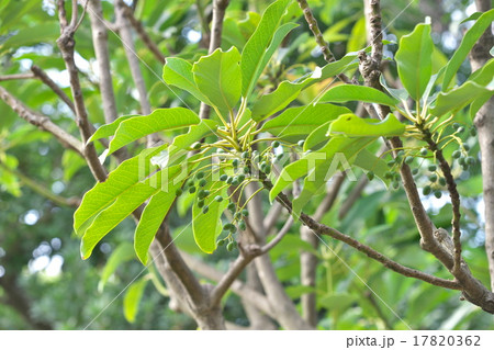 ユズリハの実 ユズリハの実 17820362