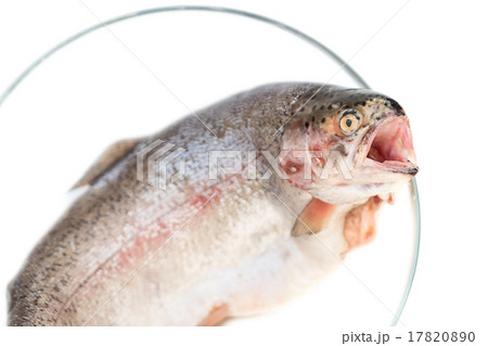 trouts fish 17820890