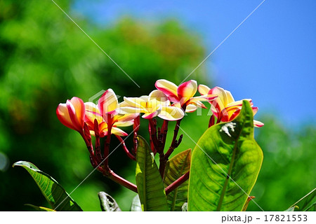 ハワイの休日 ハワイの休日 17821553