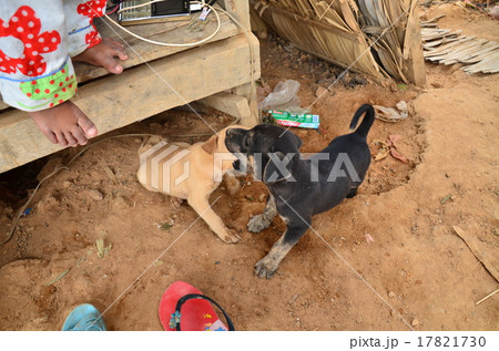 カンボジア　シェムリアップ　トンレサップ湖周辺の村　犬の家族 17821730