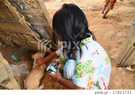 カンボジア　シェムリアップ　トンレサップ湖周辺の村　犬の家族 17821731