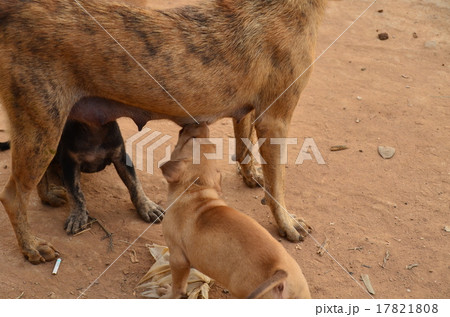 カンボジア シェムリアップ 野良犬の家族 授乳する母犬と子犬の写真素材