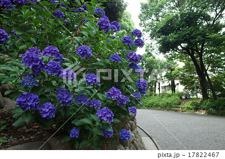 青あじさい_旧岩崎邸庭園 17822467