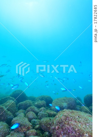 ソラスズメダイ 17822685