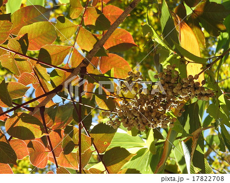 日本の伝統工芸品の漆器。この漆の木の樹皮を傷つけて生漆を採る。 日本の伝統工芸品の漆器。この漆の木の樹皮を傷つけて生漆を採る。 17822708