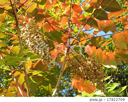 日本の伝統工芸品の漆器。この漆の木の樹皮を傷つけて生漆を採る。 日本の伝統工芸品の漆器。この漆の木の樹皮を傷つけて生漆を採る。 17822709