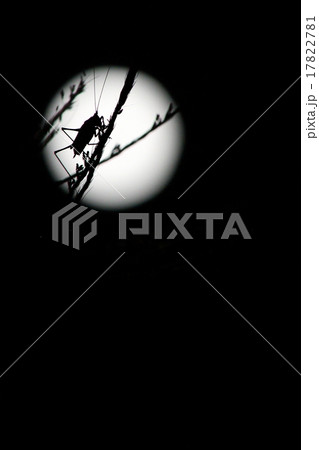 満月に映るキリギリス 17822781