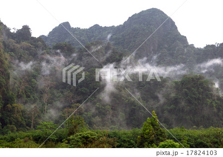 Misty tree forest on the mountain landscape with fog, thailand 17824103