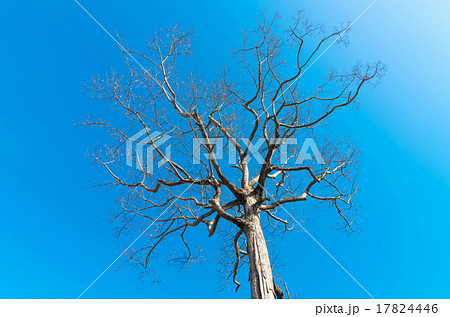 Dry tree on blue sky 17824446
