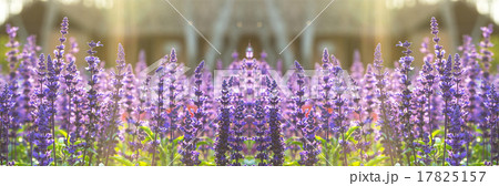 Blue Salia field when sunset with light ray 17825157