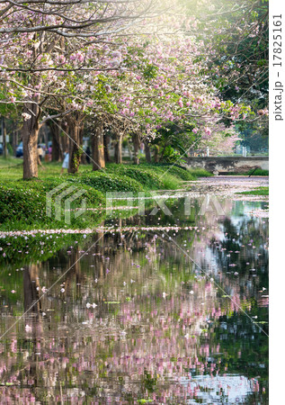 row of Pink Trumpet Tree in the park with lake 17825161