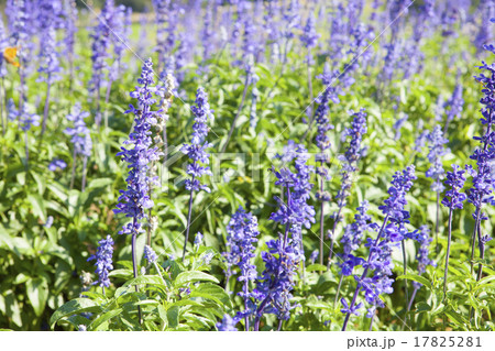 サルビアの花畑 サルビアの花畑 17825281