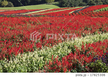 赤いサルビアの花畑 赤いサルビアの花畑 17825306