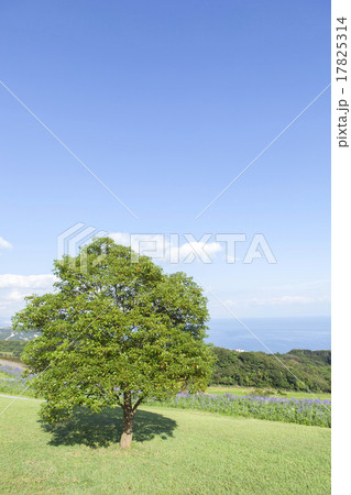 草原と青空 17825314