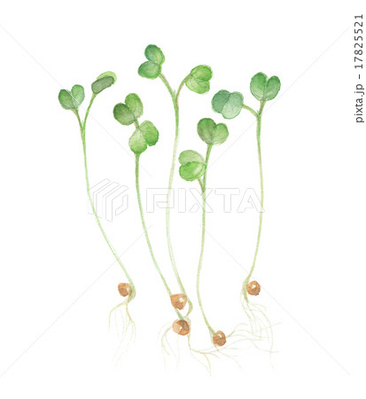 かいわれ大根 17825521