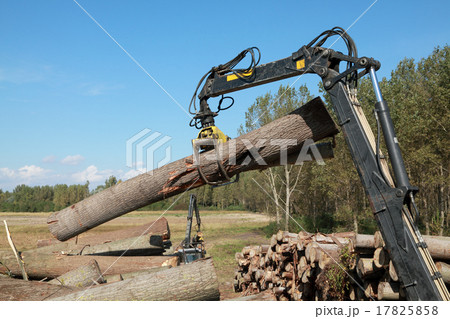 Wood exploitation 17825858