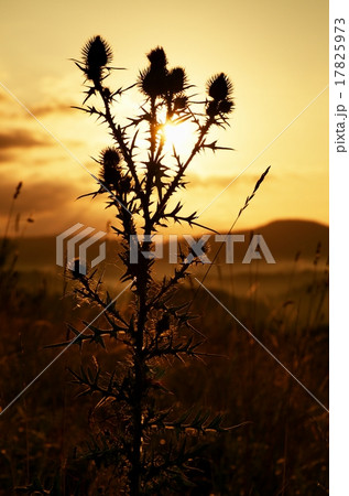 Tall thistle, grass silhouette, long stalks meadow Tall thistle, grass silhouette, long stalks meadow 17825973