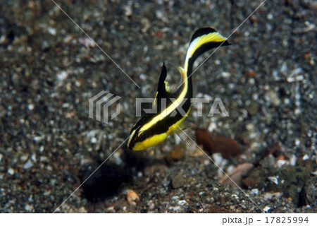 舞うコロダイの幼魚 舞うコロダイの幼魚 17825994