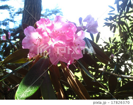瑞牆山のシャクナゲ６ 17826370