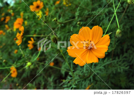 コスモス、橙色 17826397