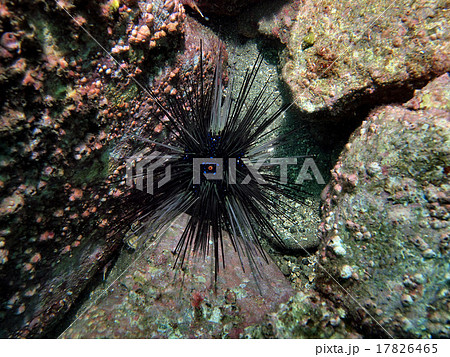 岩の間に居るガンガゼ 17826465