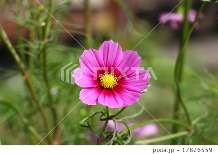 コスモス　（秋桜） 17826559