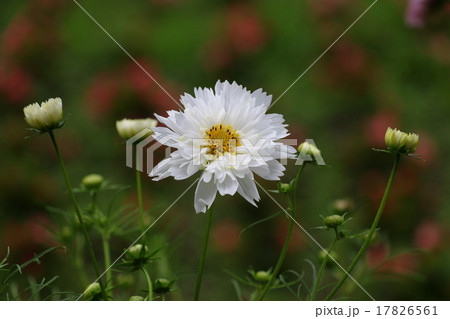 コスモス　（秋桜） 17826561