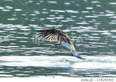 ミサゴの狩り 17826568