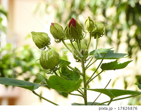 フヨウ　（芙蓉） 17826876