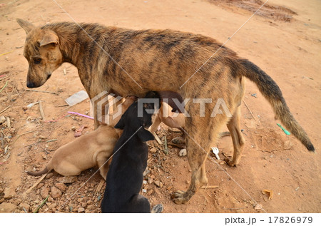 カンボジア シェムリアップ 野良犬の家族 授乳する母犬と子犬の写真素材