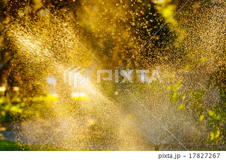 Sprinkle in the park. Water drops on the plants. 17827267