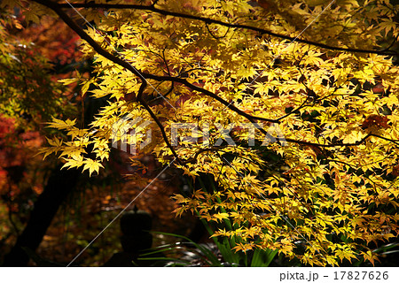 等々力渓谷の紅葉 17827626