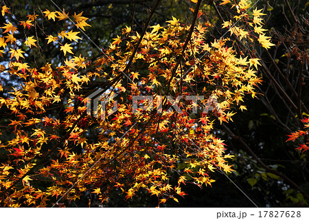 等々力渓谷の紅葉 17827628