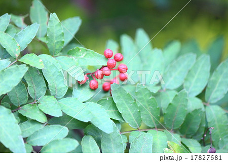 山椒の実 17827681