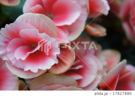 ベコニア 17827880