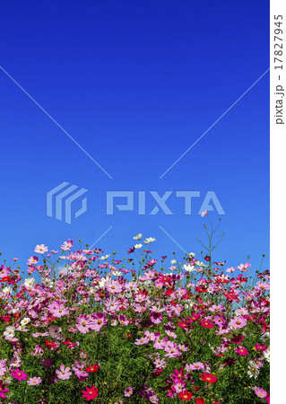 華麗なコスモス 17827945