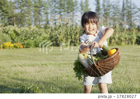 家庭菜園 17828027