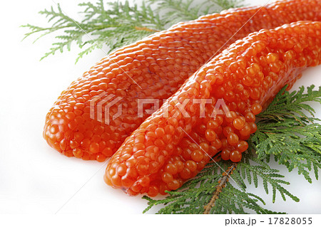 すじこ すじこ 17828055