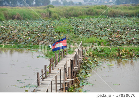 カンボジア トンレサップ湖 カンボジア国旗と蓮の花 カンボジア トンレサップ湖 カンボジア国旗と蓮の花 17828070