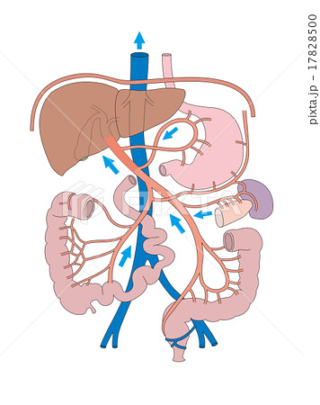 本/肝臓の外科解剖 門脈segmentationに基づく新たな肝区域の考え方 竜 