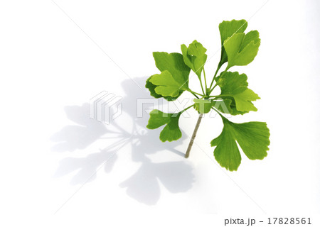 ginkgo 17828561