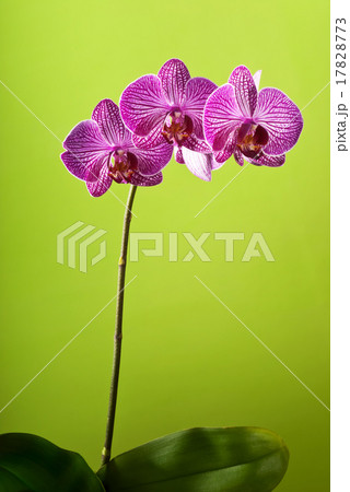 orchid orchid 17828773