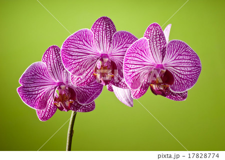 orchid 17828774