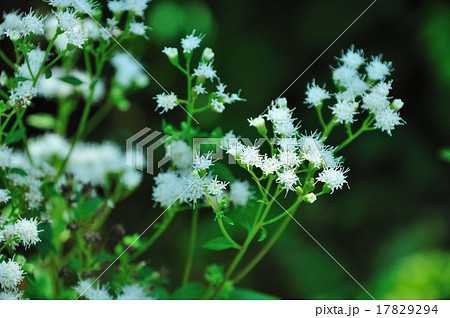 白花藤袴（ふじばかま） 17829294