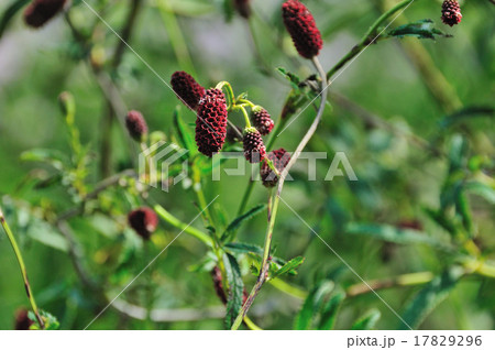 吾亦紅（われもこう） 17829296