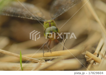 カトリヤンマ 17829604