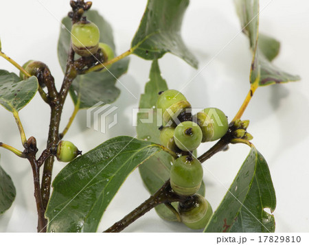 アラカシの実 17829810