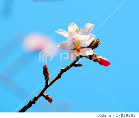アーモンドの花 アーモンドの花 17829885
